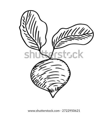 Beetroot with leaves sketch isolated