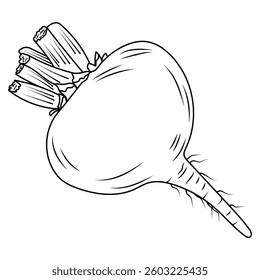 Beetroot in a line, hand-drawn. In the doodle style for icons and menus. A sketch of a vector illustration.