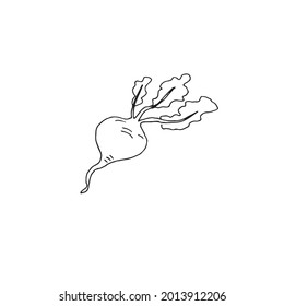 Beetroot on a white background drawn in a vector