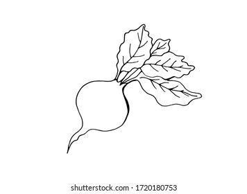 Beetroot on a white background. Vector isolated illustration with a vegetable. Useful product. Vegetarianism. Separate element with beetroot. Doodle style. Printing on paper, fabrics, dishes, posters.