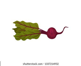 Beetroot and organic food concept. Root vegetable.
