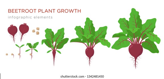 Beetroot plant growth stages infographic elements. Growing process of beets from seeds, sprout to mature plant with ripe fruit and roots, vector illustration of life cycle isolated on white background