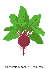 Beetroot plant with roots, vector illustration isolated on white background. Mature beetroot fruit with beet greens, foliage.