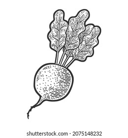 dibujo de planta remolacha grabando ilustración vectorial. Diseño de impresión de ropa de camiseta. Imitación de tablero de raquetas. Imagen dibujada a mano en blanco y negro.