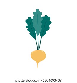 Beetroot, radish hand drawn illustration. Cartoon style flat design, isolated vector. Summer, autumn print element, farming, gardening, harvest, agriculture, healthy food vegetarian diet ingredient