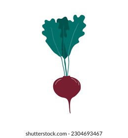 Beetroot, radish hand drawn illustration. Cartoon style flat design, isolated vector. Summer, autumn print element, farming, gardening, harvest, agriculture, healthy food vegetarian diet ingredient