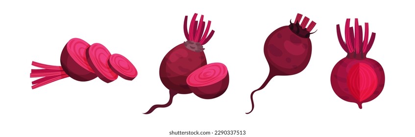 Beetroot or Red Beet Whole and Sliced Crop Vector Set