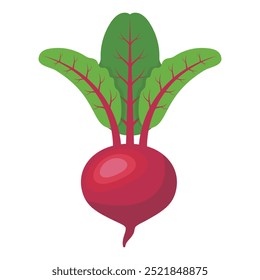 Beterraba, vegetal saudável vermelho, ilustração vetorial