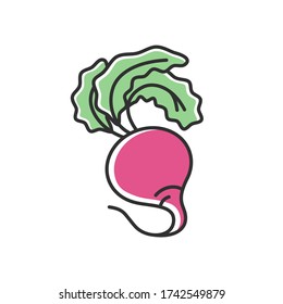 Beetroot RGB color icon. Fresh vegetable to cook nutrient meal. Raw radish from farmer market. Whole ripe veggie from supermarket. Vegan salad ingredient. Isolated vector illustration