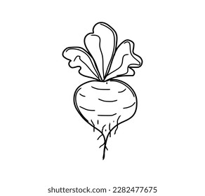 Beetroot, root vegetable with leaves, freehand drawing with black stroke, on a transparent background, for coloring and printing