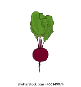 Beetroot Standing, Beet Root Vegetable on White Background, Vector Illustration 