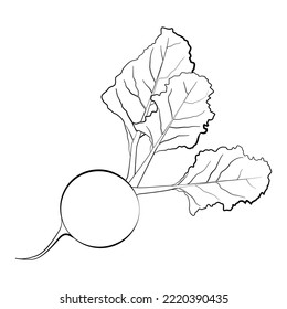 Beetroot in a thin line. Vector on a white background.