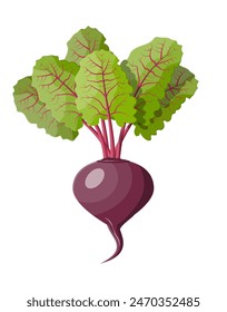 Beetroot with top leaves. Beet vegetable. Fresh vegetable salad. Organic healthy food. Vector illustration in flat style