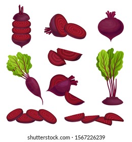 Beetroot with Top Leaves and Half of Beet Vector Set