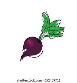 beetroot vector
