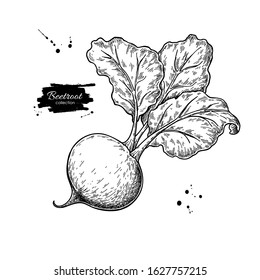 Beetroot Vector Drawing. Isolated Hand Drawn Object. Vegetable Engraved Style Illustration. Detailed Vegetarian Food Sketch. Farm Market Product.
