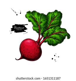 Beetroot Vector Drawing. Isolated Hand Drawn Object. Vegetable Illustration. Detailed Vegetarian Food Sketch. Farm Market Product.