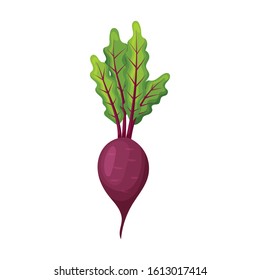 Beetroot vector icon.Cartoon vector icon isolated on white background beetroot .