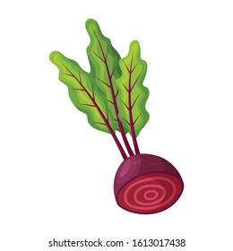 Beetroot vector icon.Cartoon vector icon isolated on white background beetroot .