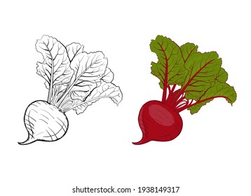 Beetroot vector illustration. beetroot in color and without color in the outline. Organic and healthy vegetables. Natural farm food. Fresh ingredient for a vegetarian dish.