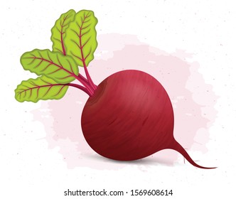 Beetroot vector illustration with green leaves on white background