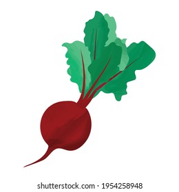 Beetroot. Vector illustration of a Beetroot on a white background