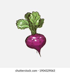 Beetroot vector illustration. Red root plant isolated on white background. 