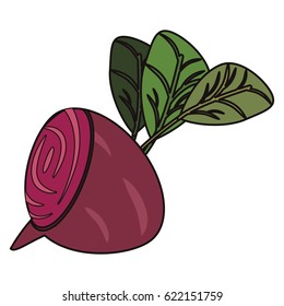beetroot vegetable food fresh