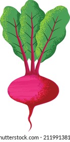 Beetroot vegetable illustration. Vegetables and Fruits. Use for printing on calendars, books, posters, flyers, mugs, stickers, journals, tote bags.
