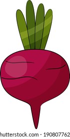 Beetroot vegetable isolated on white background. Vector illustration.