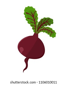 Beetroot vegetable product, beet vegetarian food, plant with leaves of red color, healthy meal flat vector illustration isolated on white background.