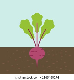 beetroot, vegetable with root in soil texture, flat design