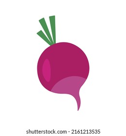 beetroot vegetable vector illustration colored.