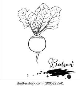 Beetroot, vegetables plant, line vector illustration