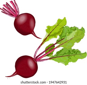 Beetroot. Whole beetroot with leaves. Beet root. Fresh organic and healthy, diet and vegetarian food. Vector illustration isolated on white background