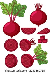 Beetroot in whole and sliced pieces illustration