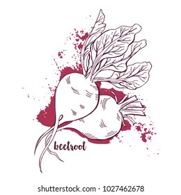 Beetroots Watercolor. Hand Drawn Vegetables On White Background. Painted Beet Roots With Leaves. Abstract Artistic Harvest Element Vector Illustration.