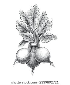 Las remolachas son un montón de verduras dibujadas a mano. Vintage sana remolacha alimenticia grabando remolacha de boceto vegetal sano planta de engrase orgánico aislado ilustración vectorial