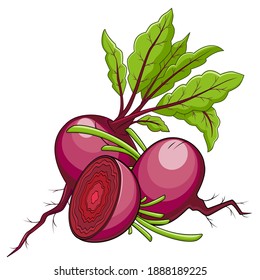 beets in color, isolated object on a white background, vector illustration