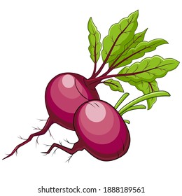 beets in color, isolated object on a white background, vector illustration