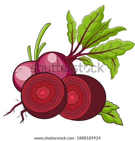 beets in color, isolated object on a white background, vector illustration