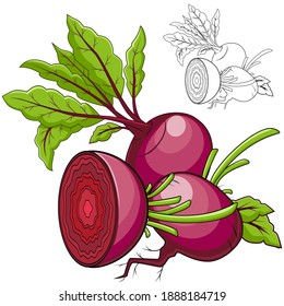 beets in color and without color in the outline, isolated object on a white background, vector illustration