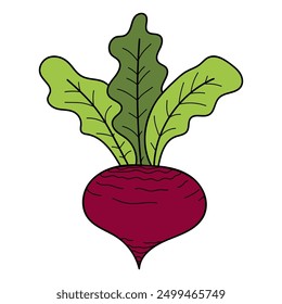 Beets flat. Harvest ripe vegetables garden. Beetroot. Hand drawn vector doodle illustration.