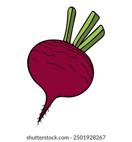 Beets flat. Harvest ripe vegetables garden. Beetroot. Hand drawn vector doodle illustration.