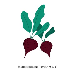 Beets with leaves. Cartoon flat style beetroot isolated vector illustration.
