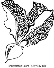 Beets with leaves on a white background