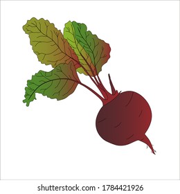 Beets on a white background. Vector image. Vegetable