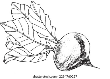 Muestra la imagen vectorial de la ilustración de contorno de las mejores. Abejas dibujadas a mano esbozan imágenes de arte. Icono de logotipo original simple a partir del dibujo de lápiz.