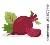 Beets root vegetables. Whole Beet with tops leaves and piece. Farm beet root plants. Organic garden vegetarian food. Vector illustration isolated on white background.