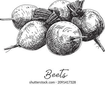 Beets - sketchy hand-drawn vector illustration